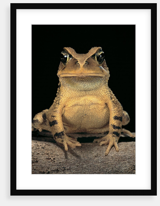 Bufo brauni (dead-leaf toad) by Anonymous