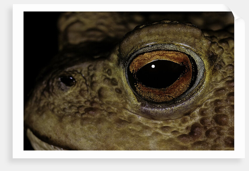 Bufo bufo (european toad, common toad) - eye by Anonymous
