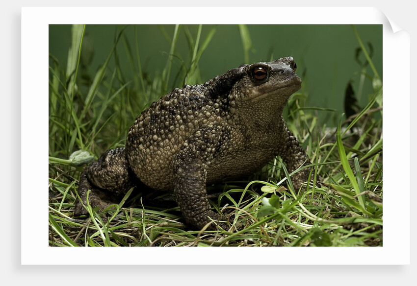Bufo bufo (european toad, common toad) by Anonymous