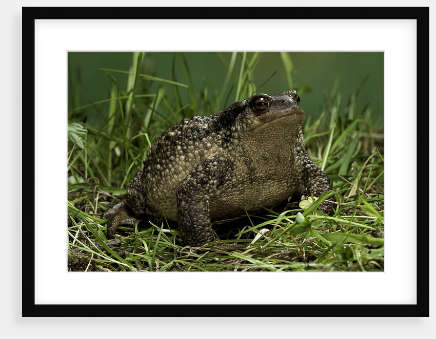 Bufo bufo (european toad, common toad) by Anonymous