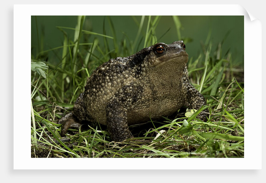 Bufo bufo (european toad, common toad) by Anonymous