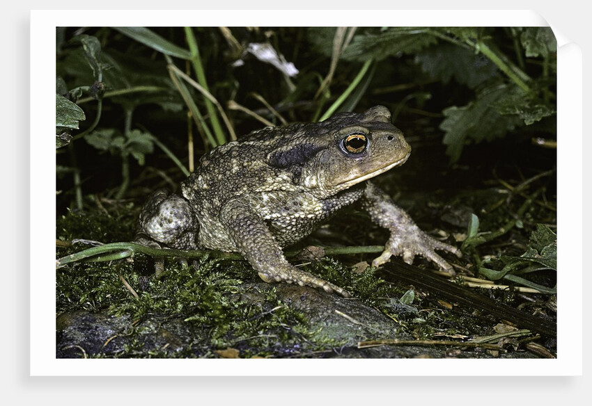 Bufo bufo (european toad, common toad) by Anonymous