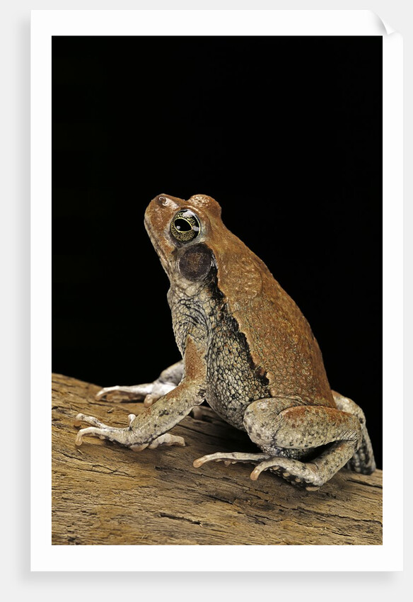 Schismaderma carens (red toad) by Anonymous