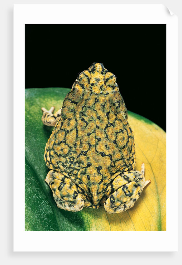 Anaxyrus debilis (green toad) by Anonymous
