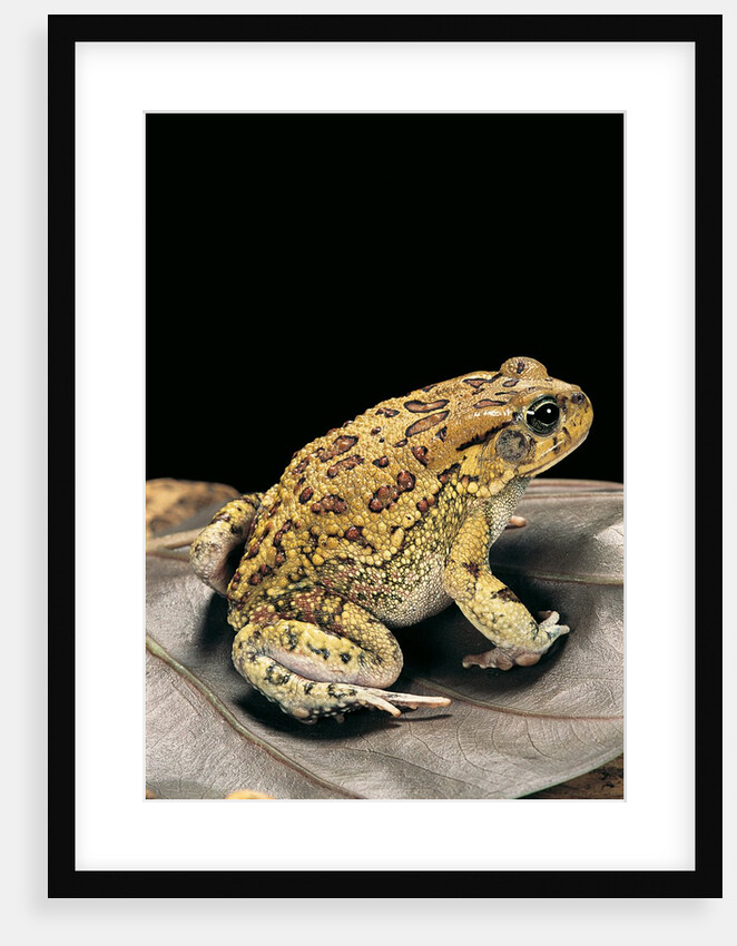Amietophrynus garmani (Garman's toad) by Anonymous