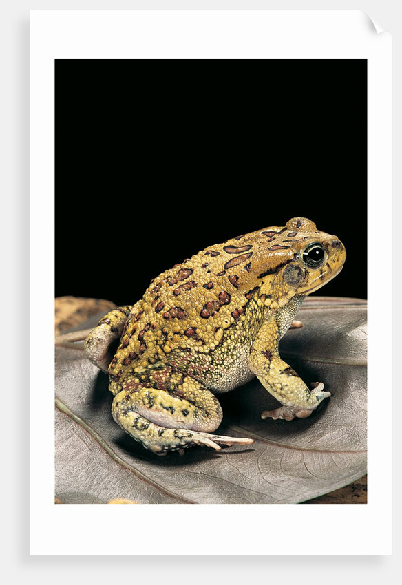 Amietophrynus garmani (Garman's toad) by Anonymous