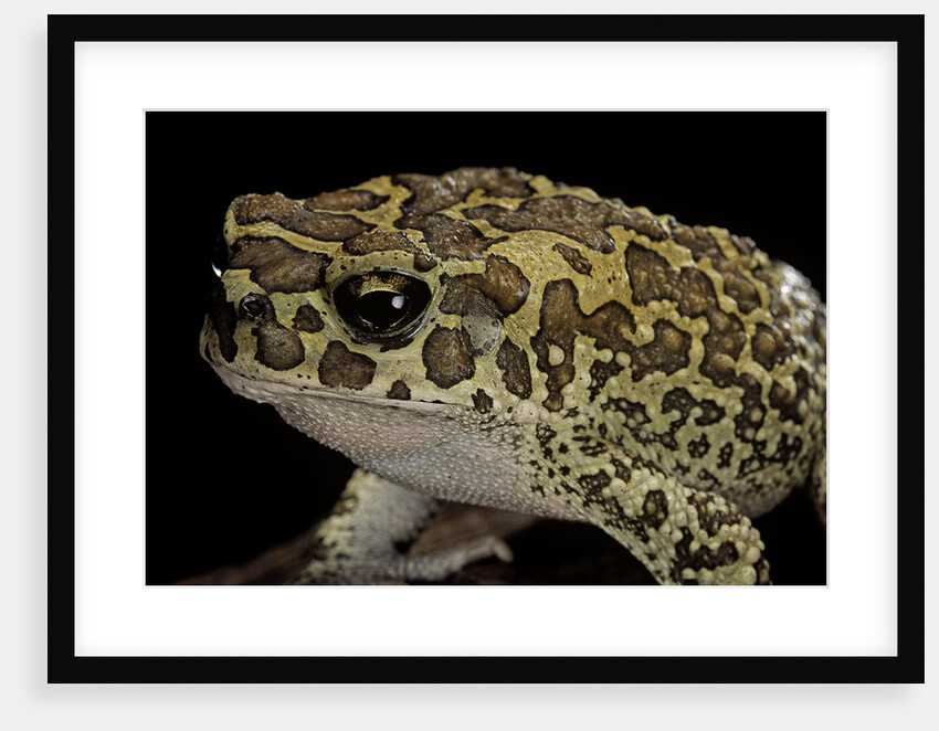 Bufo mauritanicus (berber toad) by Anonymous