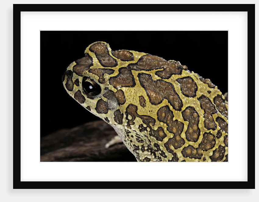 Bufo mauritanicus (berber toad) by Anonymous