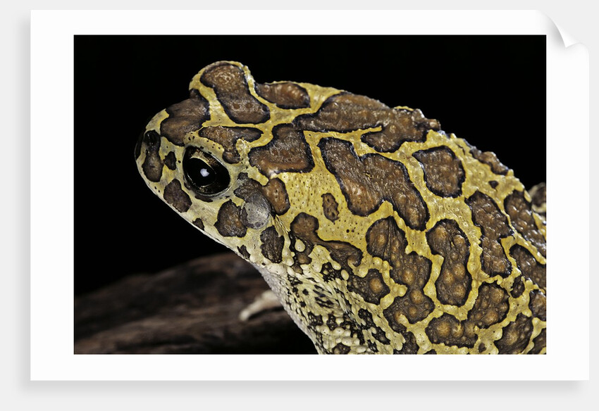 Bufo mauritanicus (berber toad) by Anonymous