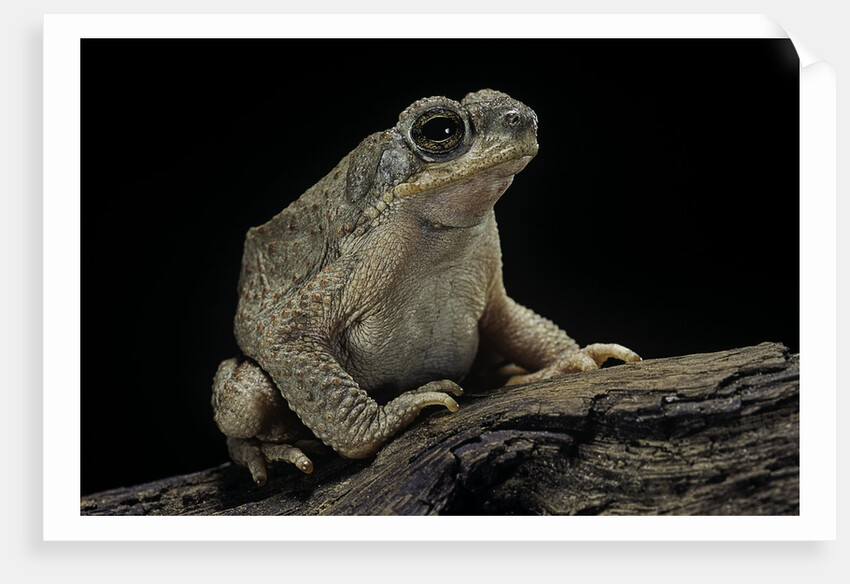 Anaxyrus punctatus (red-spotted toad) by Anonymous