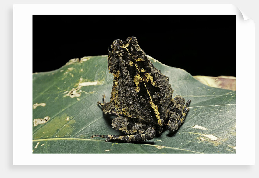 Bufo sp. by Anonymous