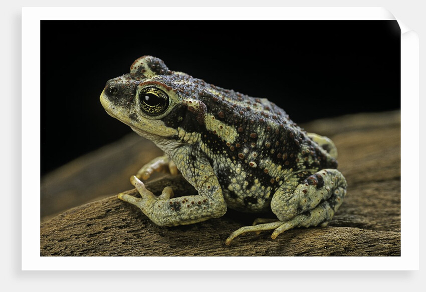 Rhinella spinulosa (warty toad) by Anonymous
