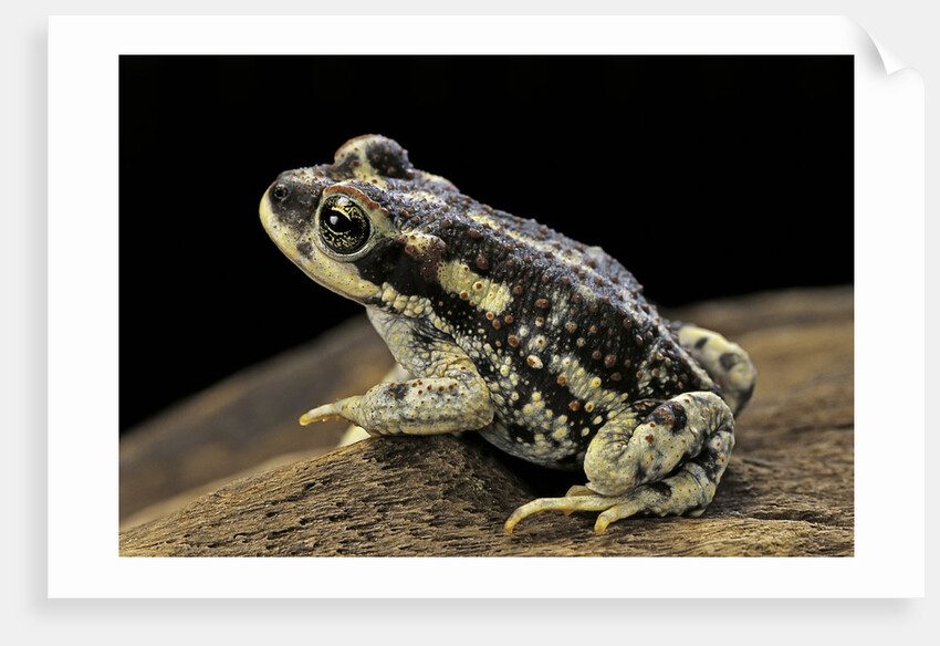 Rhinella spinulosa (warty toad) by Anonymous