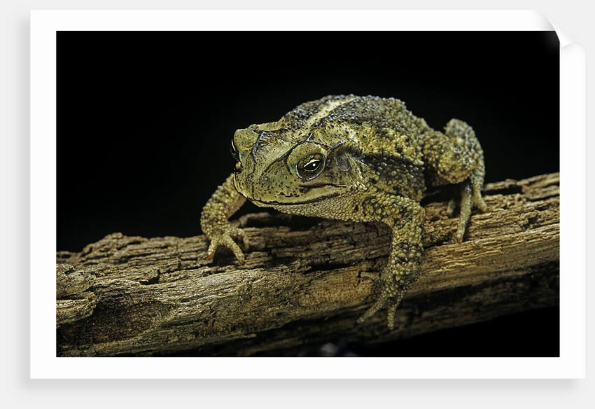 Incilius valliceps (gulf coast toad) by Anonymous