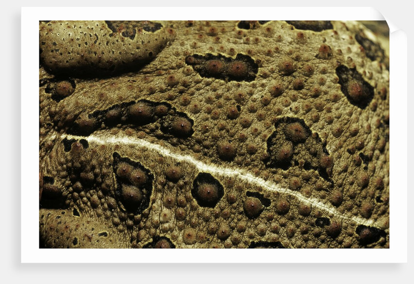 Anaxyrus woodhousii (woodhouse's toad) by Anonymous