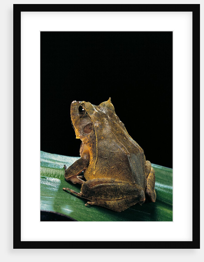 Ceratobatrachus guentheri (Gunther's triangle frog) by Anonymous