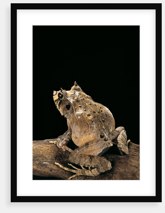 Ceratobatrachus guentheri (Gunther's triangle frog) by Anonymous