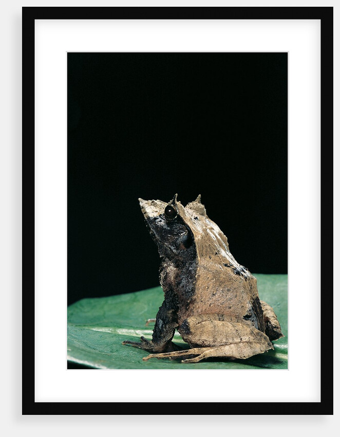 Ceratobatrachus guentheri (Gunther's triangle frog) by Anonymous