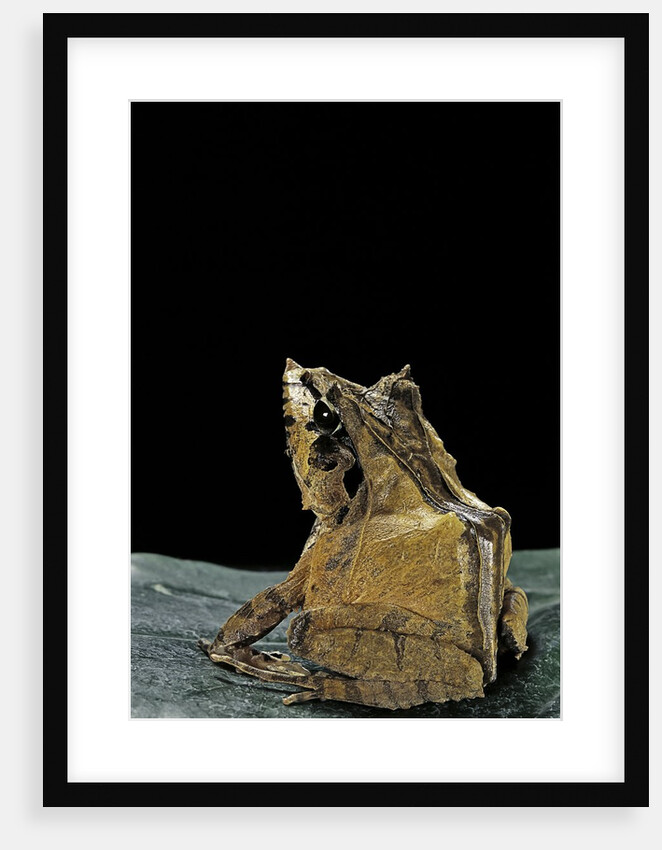 Ceratobatrachus guentheri (Gunther's triangle frog) by Anonymous