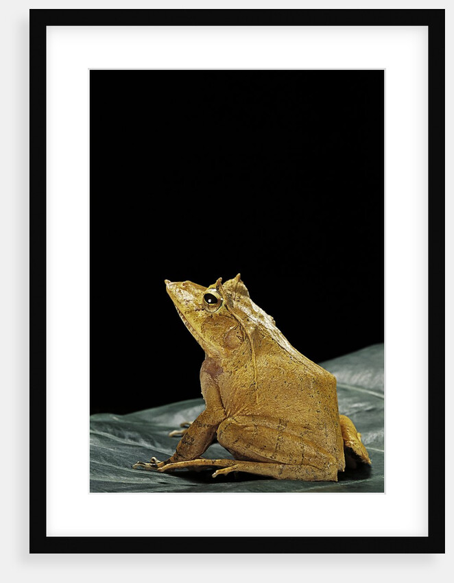 Ceratobatrachus guentheri (Gunther's triangle frog) by Anonymous