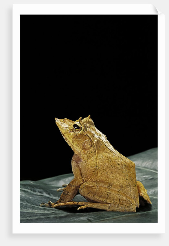 Ceratobatrachus guentheri (Gunther's triangle frog) by Anonymous