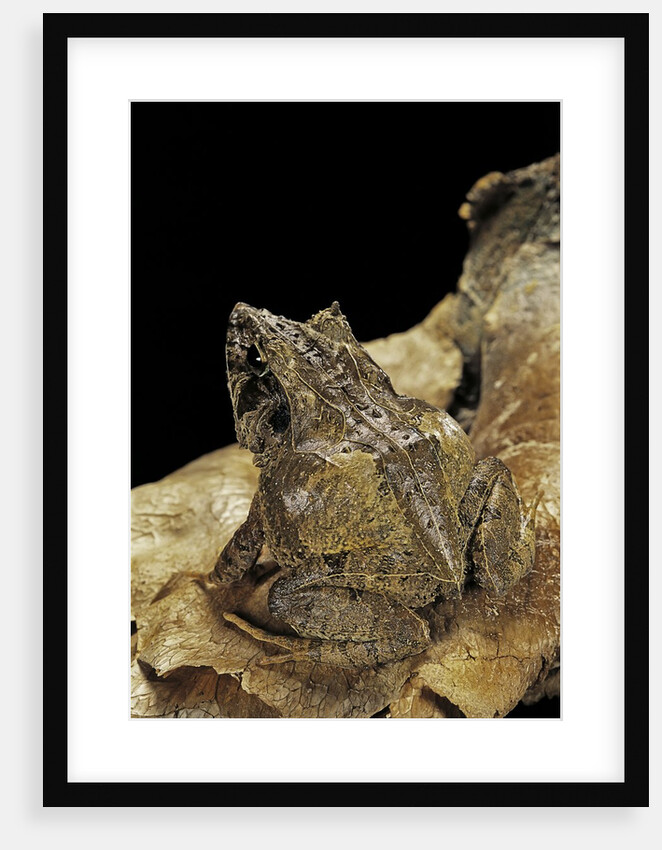 Ceratobatrachus guentheri (Gunther's triangle frog) by Anonymous