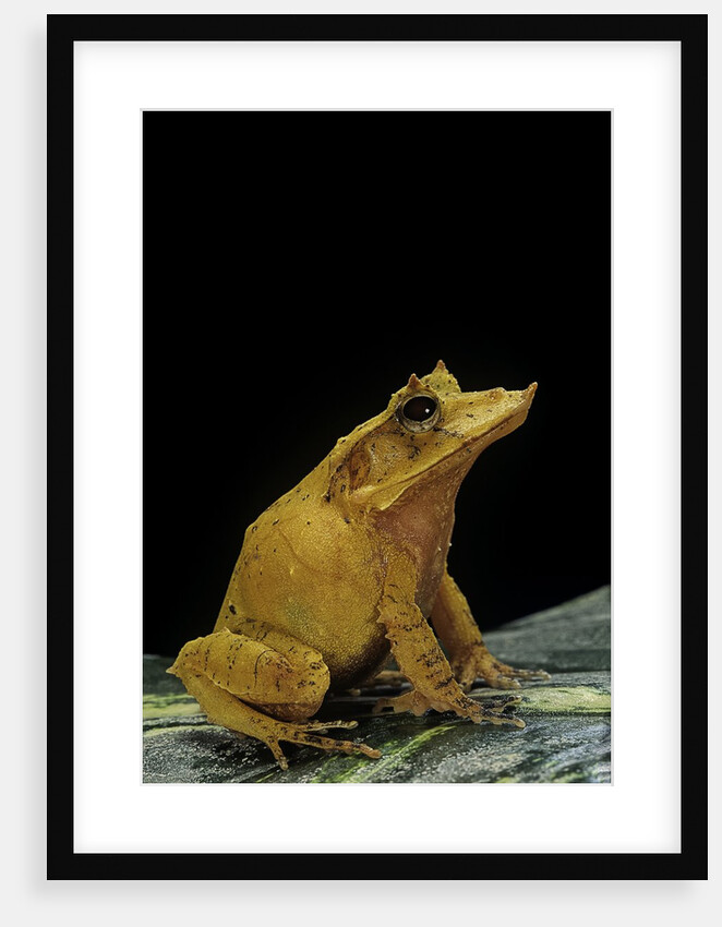 Ceratobatrachus guentheri (Gunther's triangle frog) by Anonymous