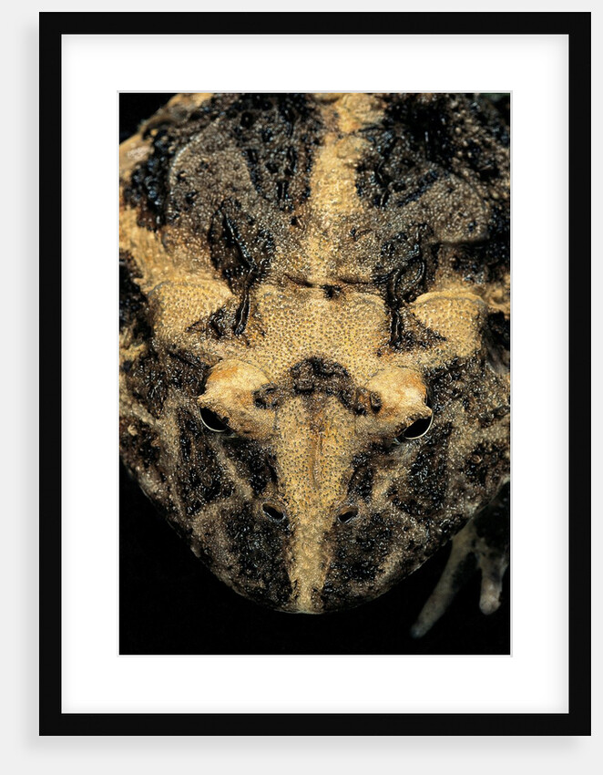 Ceratophrys cranwelli (Cranwell's horned frog, Chacoan horned frog) by Anonymous