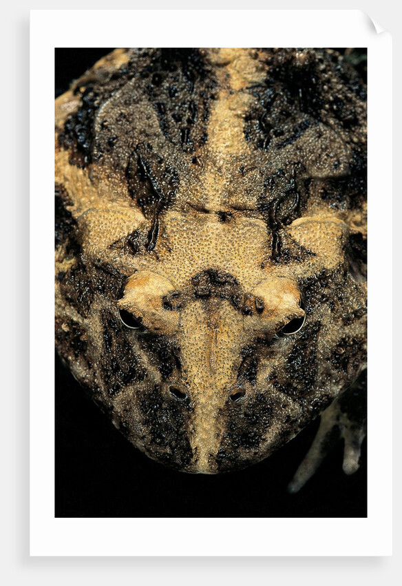 Ceratophrys cranwelli (Cranwell's horned frog, Chacoan horned frog) by Anonymous