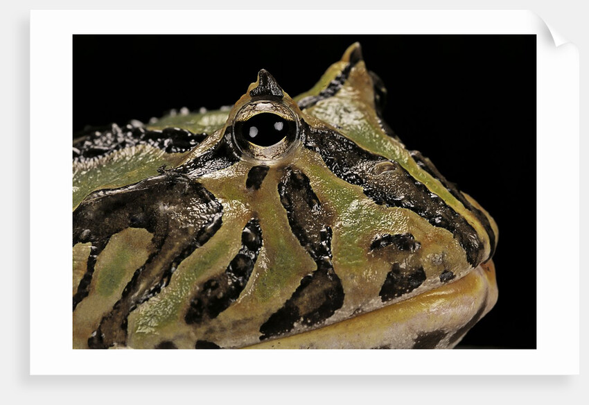 Ceratophrys cranwelli x cornuta (horned frog) by Anonymous