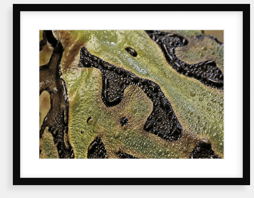 Ceratophrys cranwelli x cornuta (horned frog) by Anonymous