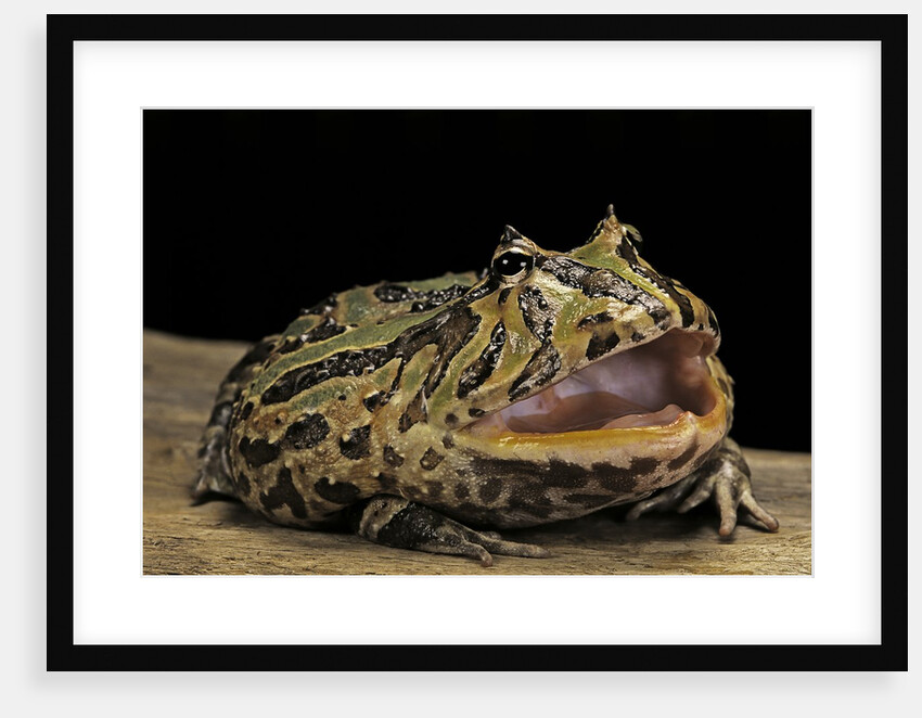 Ceratophrys cranwelli x cornuta (horned frog) by Anonymous