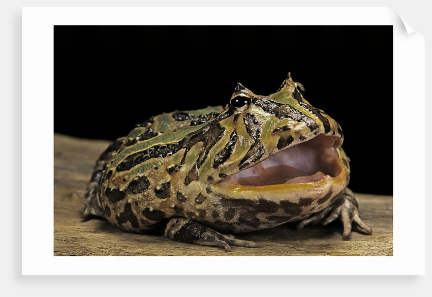 Ceratophrys cranwelli x cornuta (horned frog) by Anonymous