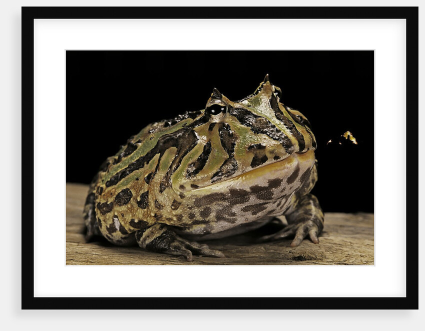 Ceratophrys cranwelli x cornuta (horned frog) by Anonymous
