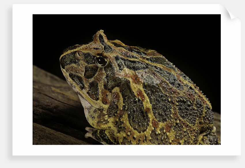 Ceratophrys ornata (ornate horned frog, escuerzo) by Anonymous