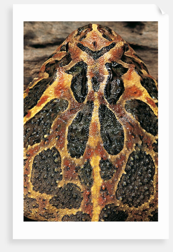 Ceratophrys ornata (ornate horned frog, escuerzo) by Anonymous