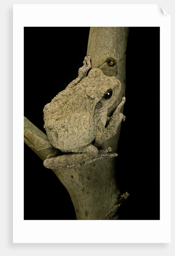Chiromantis xerampelina (grey foam-nest treefrog) by Anonymous