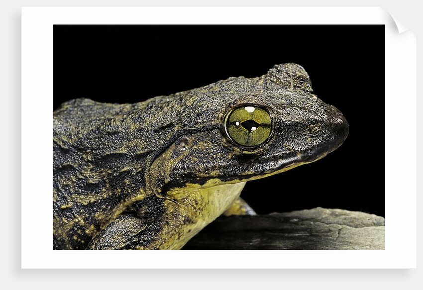 Conraua goliath (giant frog) by Anonymous