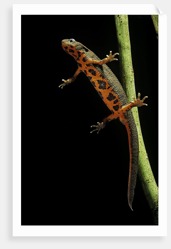 Cynops pyrrhogaster (Japanese fire-bellied newt) by Anonymous
