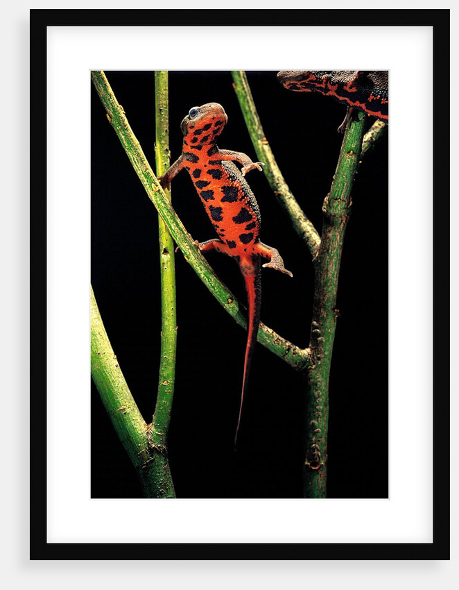 Cynops pyrrhogaster (Japanese fire-bellied newt) by Anonymous