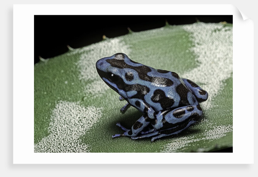 Dendrobates auratus f. blue (green and black poison dart frog) by Anonymous