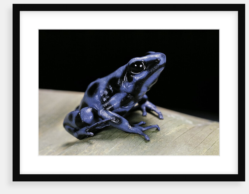 Dendrobates auratus f. blue (green and black poison dart frog) by Anonymous