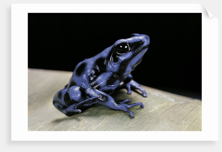 Dendrobates auratus f. blue (green and black poison dart frog) by Anonymous