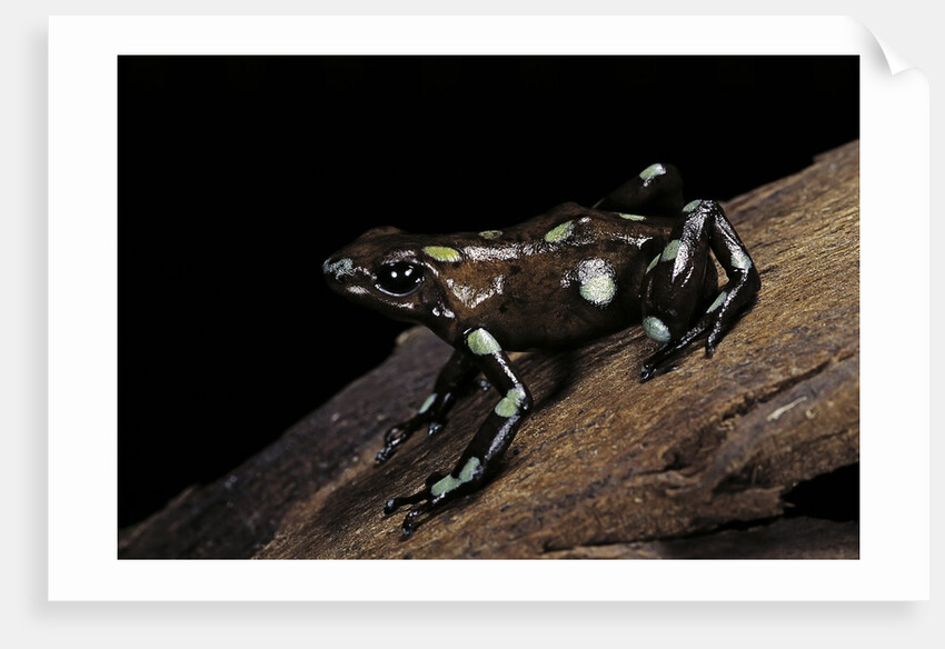Dendrobates auratus f. tobago (green and black poison dart frog) by Anonymous