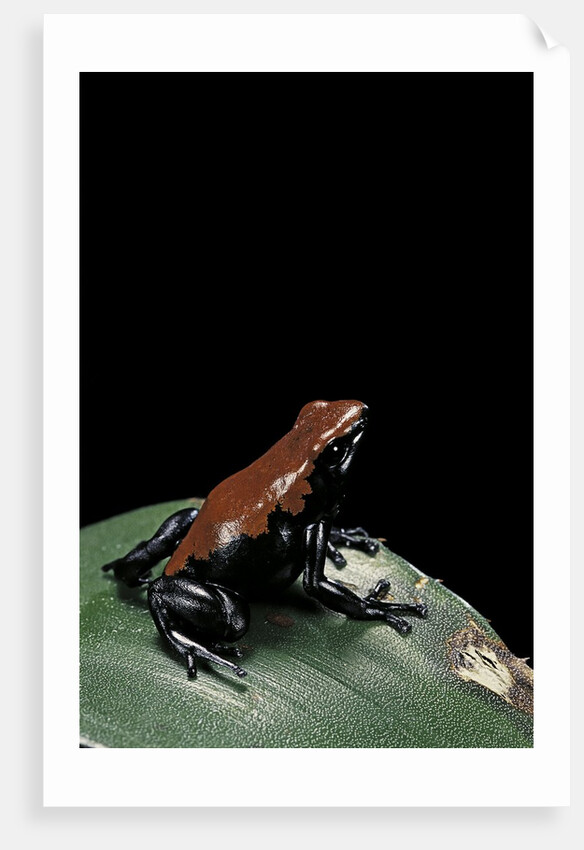 Adelphobates galactonotus (splash-backed poison frog) by Anonymous