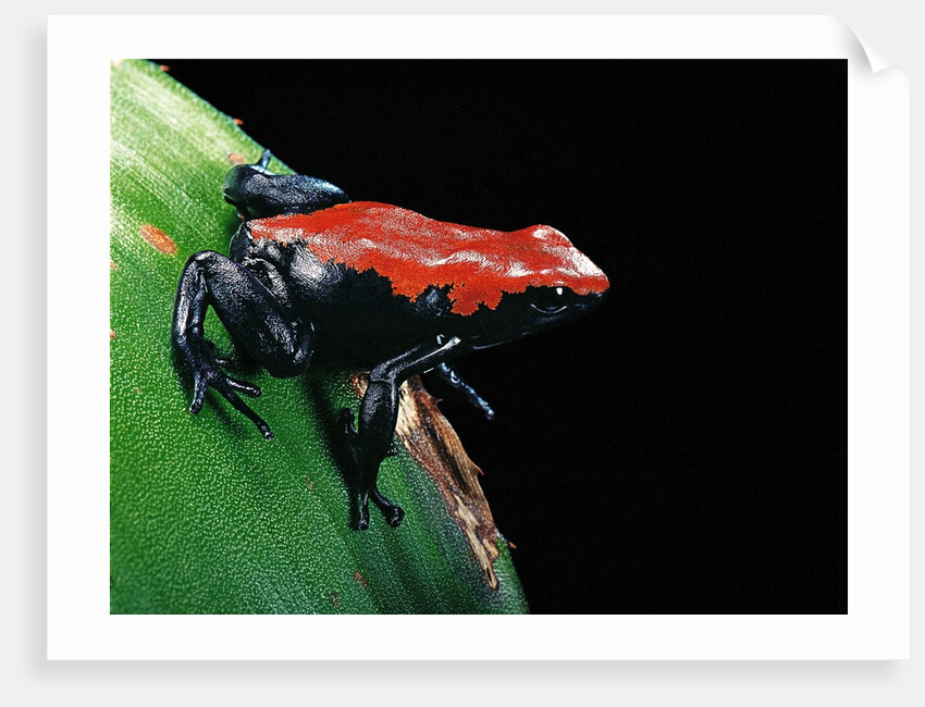 Adelphobates galactonotus (splash-backed poison frog) by Anonymous