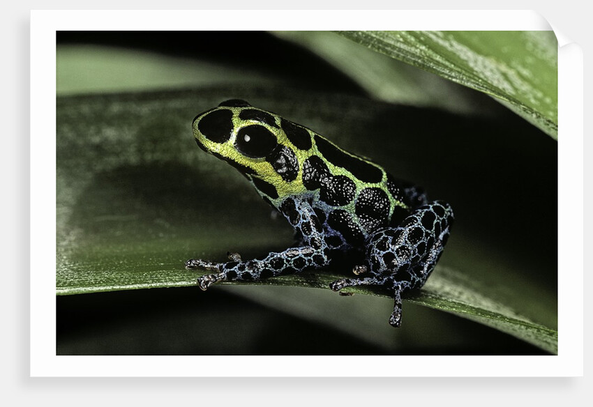 Ranitomeya imitator (mimic poison frog) by Anonymous