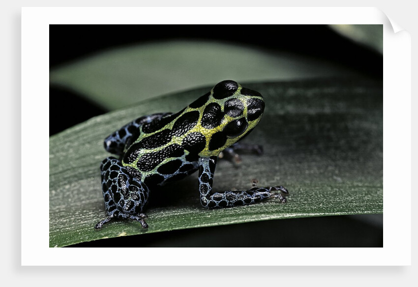 Ranitomeya imitator (mimic poison frog) by Anonymous