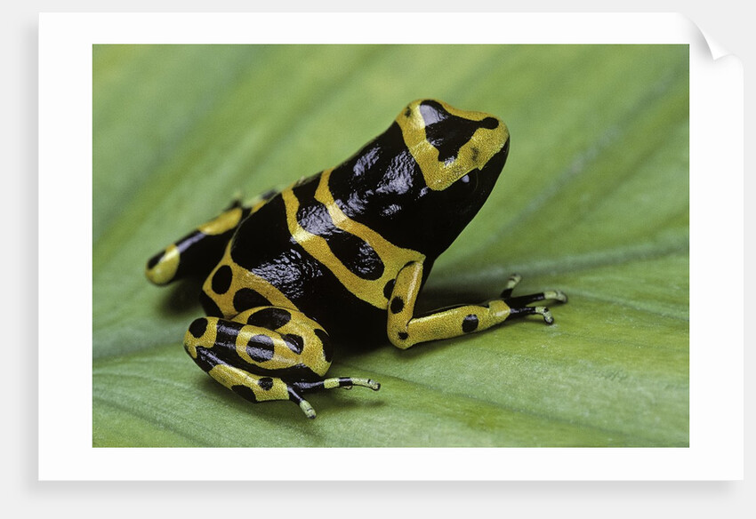 Dendrobates leucomelas (yellow-banded poison dart frog) by Anonymous