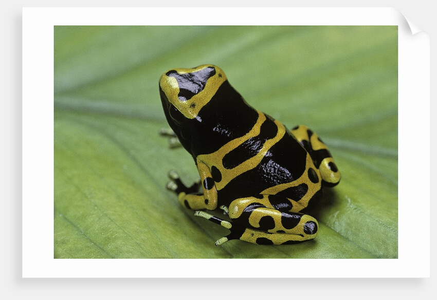 Dendrobates leucomelas (yellow-banded poison dart frog) by Anonymous